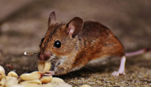 24 Hour & Emergency Exterminators in Portola, CA